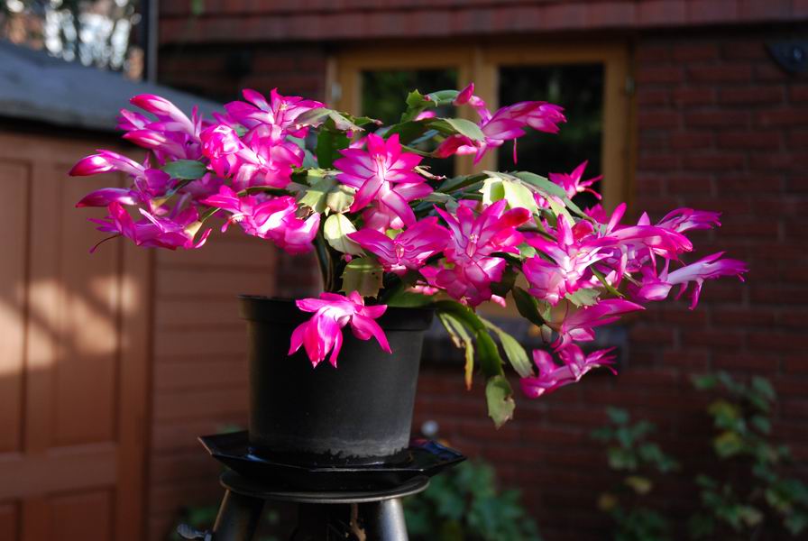 Zygocactus Or Schlumbergera